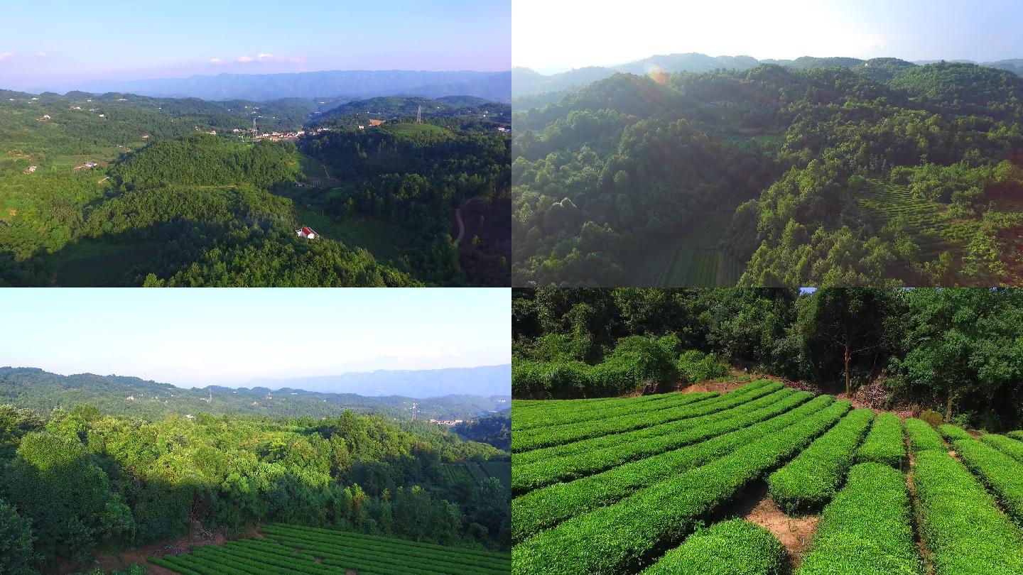 夏季航拍大山和大山里的茶园