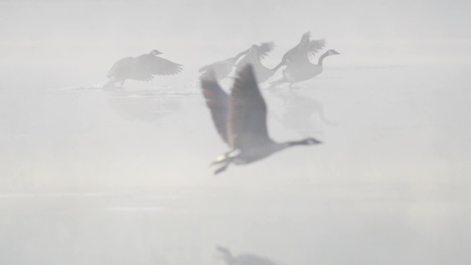湿地芦苇荡中候鸟划水飞翔高速慢镜头