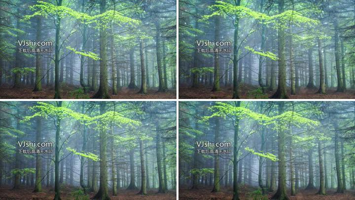 森林晨光 19x1080 高清视频素材下载 编号 舞台背景 Vj师网www Vjshi Com 森林晨光 19x1080 高清视频素材下载 编号 舞台背景 Vj师网www Vjshi Com