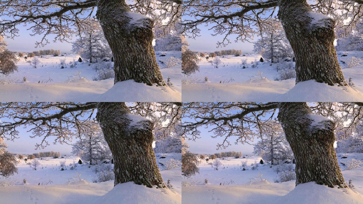 雪景