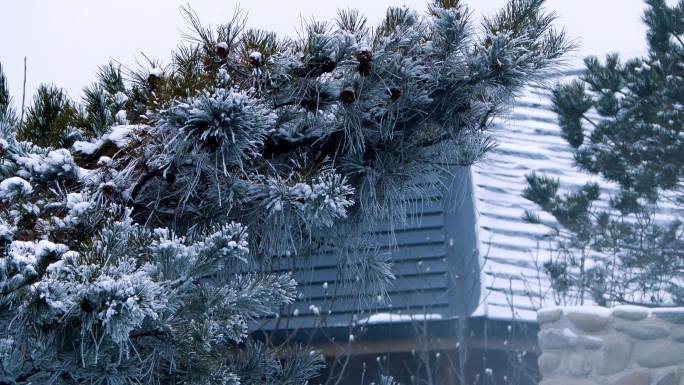 雪挂松枝