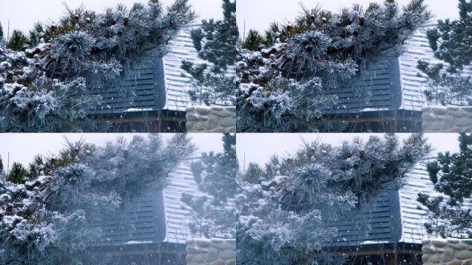 雪挂松枝