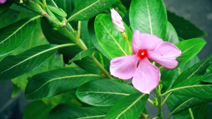 两段小花草特写