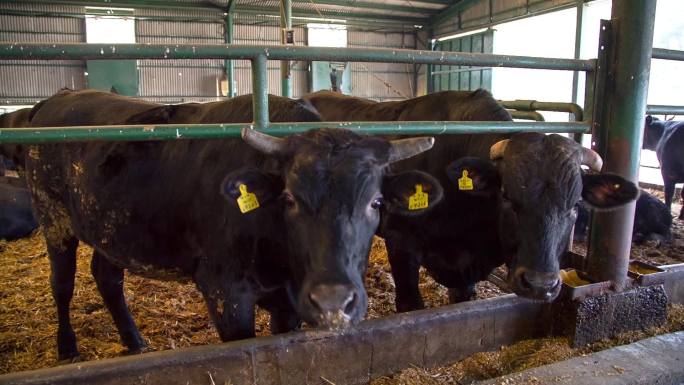 黑牛养殖场