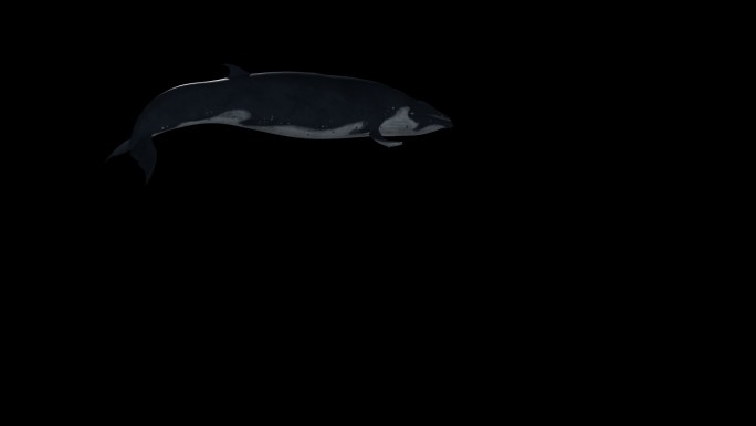 鲸鱼动画带透明通道