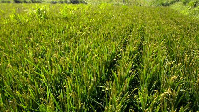 稻田水稻农业