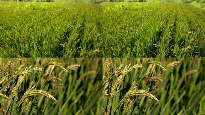 稻田水稻农业