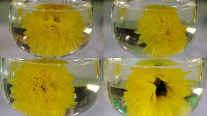 泡开的菊花在玻璃杯子旋转视频
