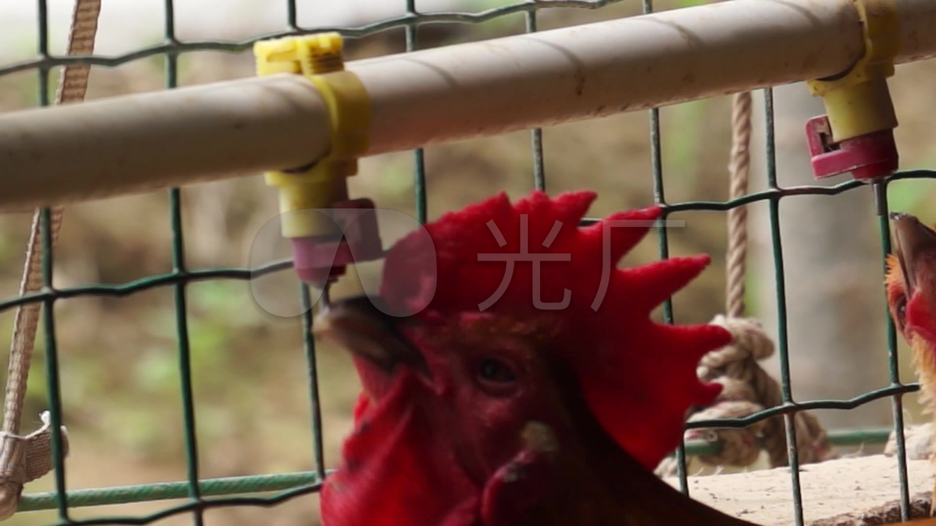 养殖场养鸡场高清实拍视频素材下载_1920X1