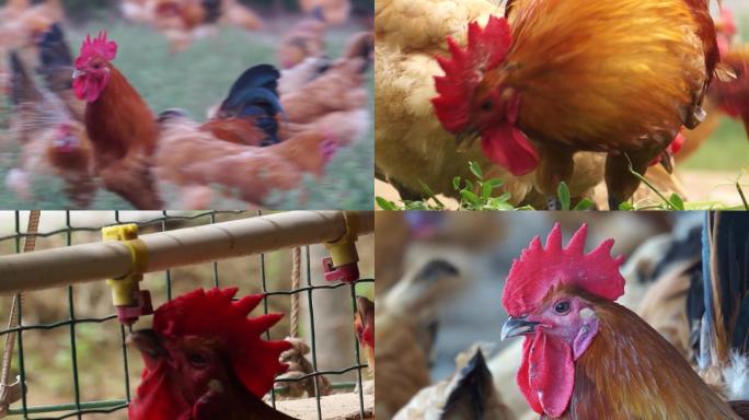 农业养殖场养鸡场鸡素材