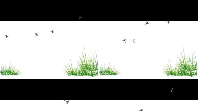 透明通道小草蜻蜓视频素材