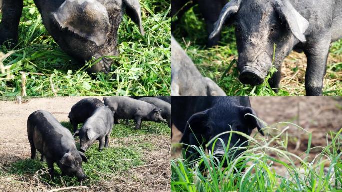 生态养殖养猪实拍视频素材