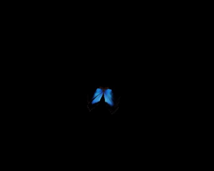 透明通道蓝色的蝴蝶飞视频