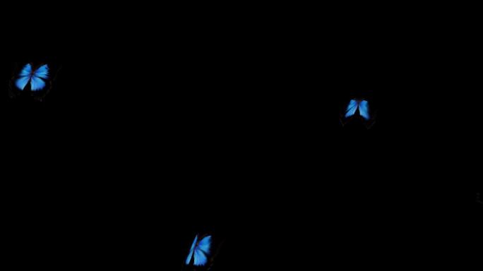 透明通道蓝色的蝴蝶飞视频