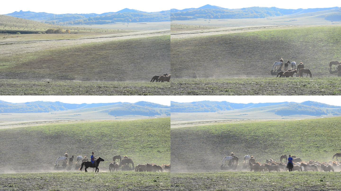 内蒙古草原放牧人追逐马群