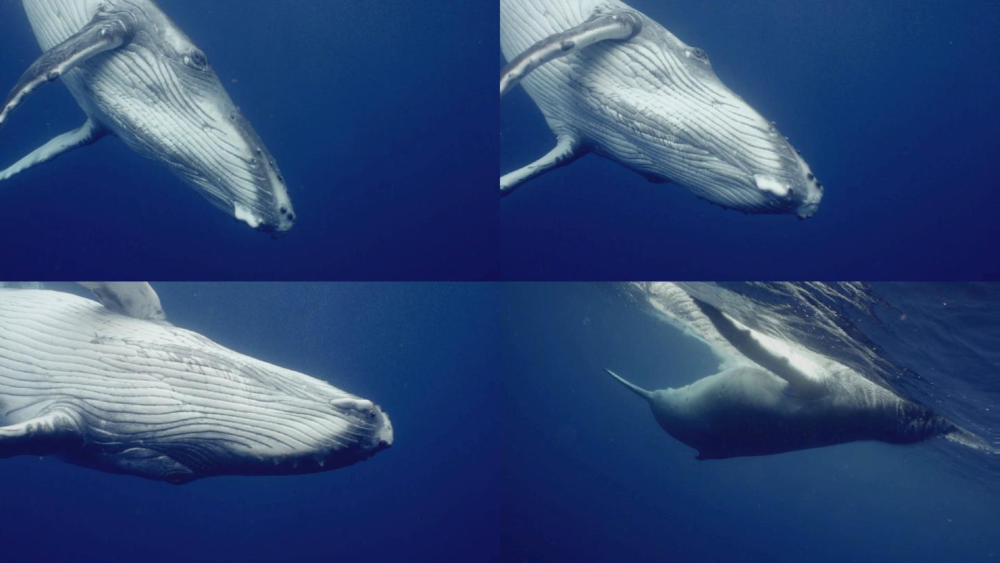唯美鲸鱼