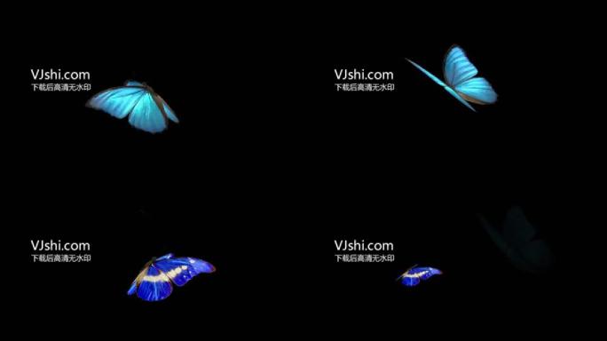 两款蓝色蝴蝶飞舞带通道