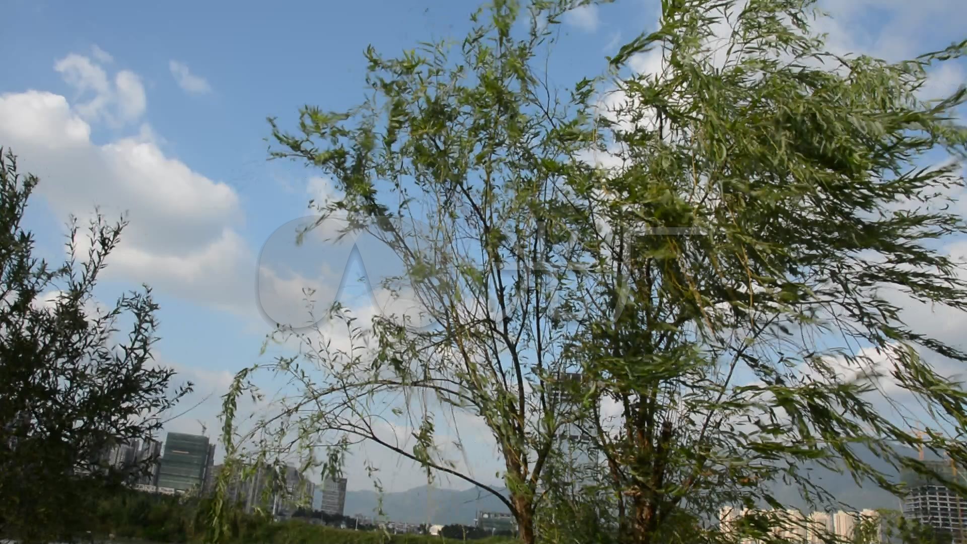 风中的柳树_1920x1080_高清视频素材下载(编号:711234)_实拍视频_光厂