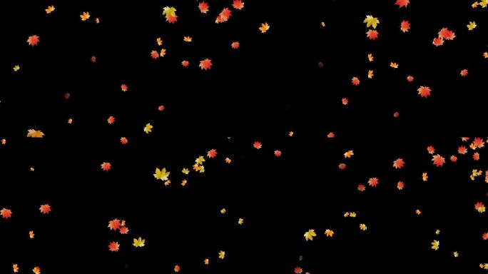 枫叶飘落前景视频素材