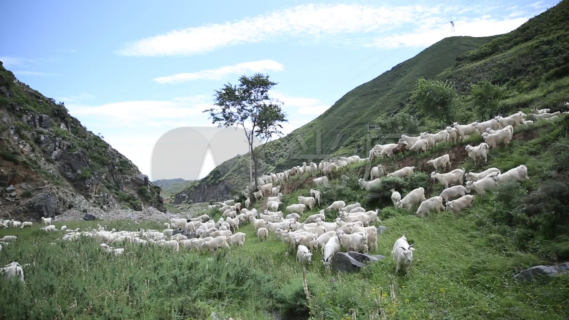 陕北放羊娃,陕北农村放羊娃图片,陕北放羊人图片(第10页)_大山谷图库