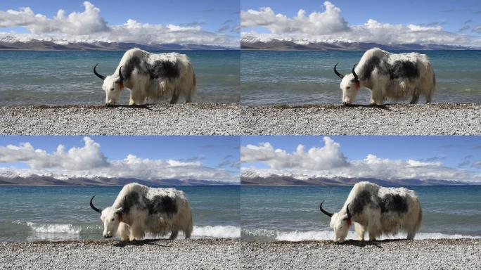 西藏纳木措湖边的牦牛