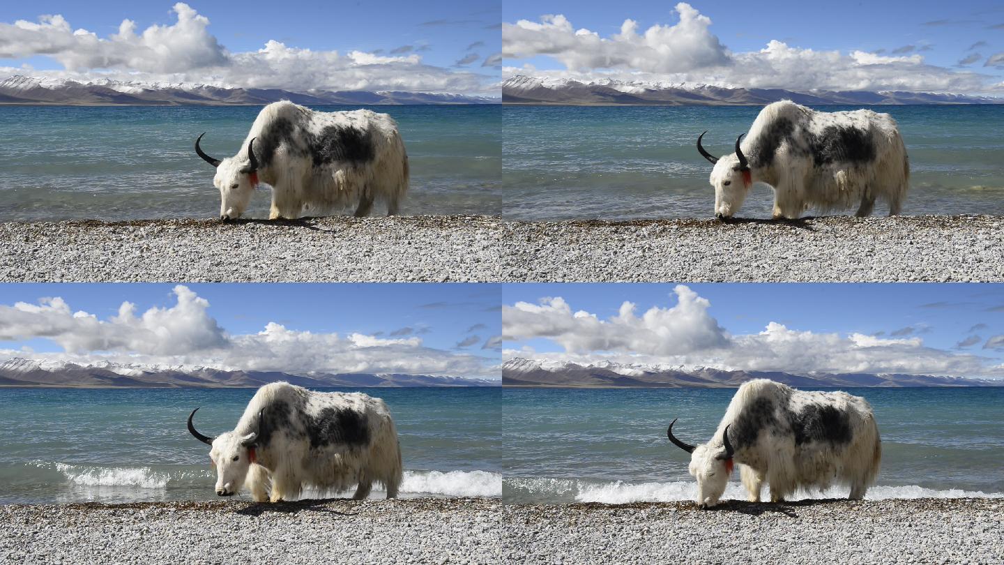 西藏纳木措湖边的牦牛
