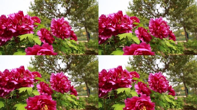 牡丹花1080p高清实拍