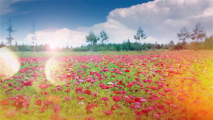 花山花烂漫