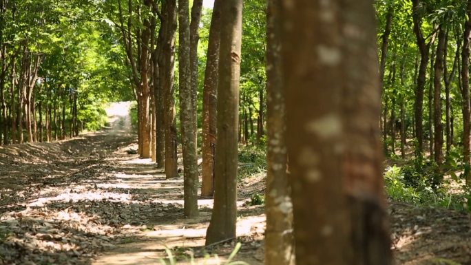 橡胶橡胶树树木阳光空镜海南农垦