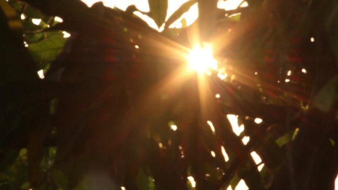 阳光透过树叶发出光晕实拍视频素材