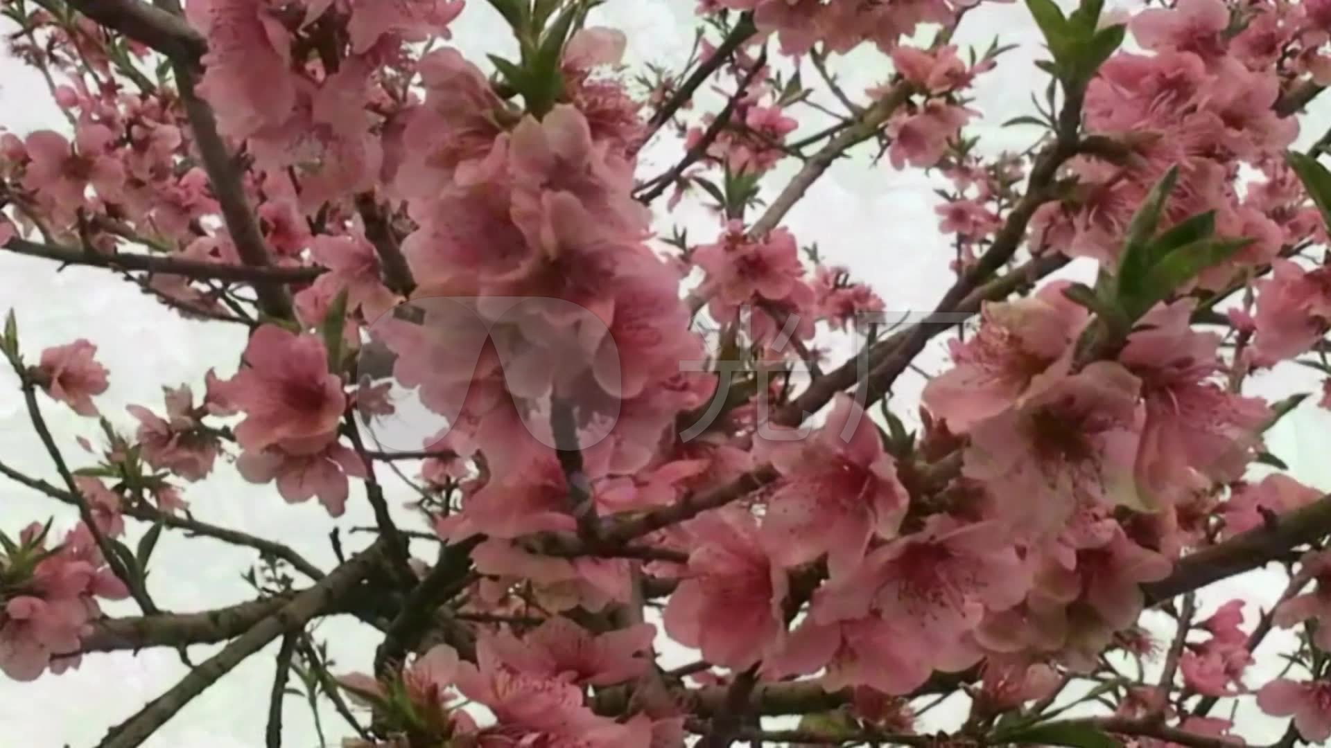 歌曲舞蹈《在那桃花盛开的地方》背景视频_1