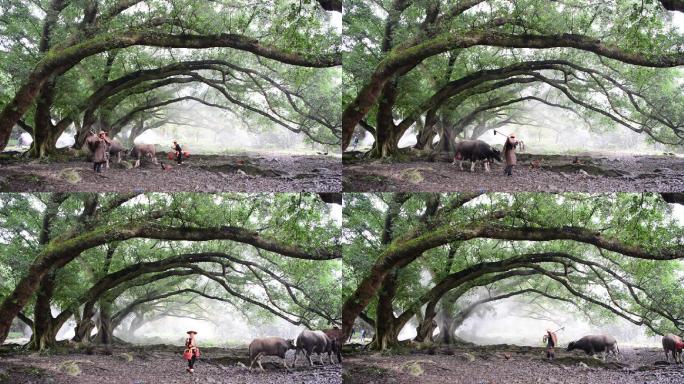 福建霞浦杨家溪大榕树老人和水牛