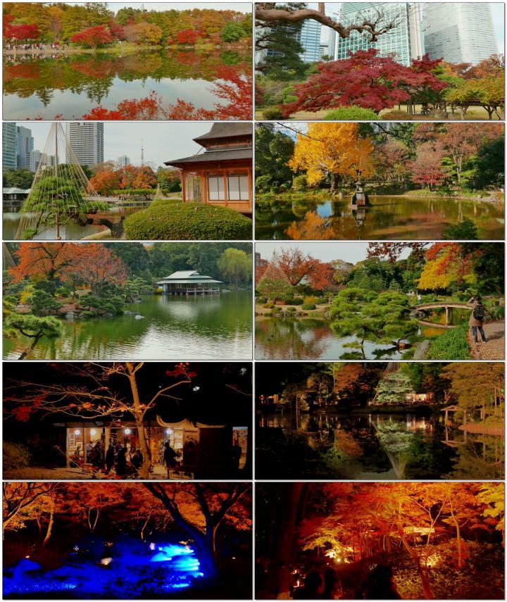旅游美景城市枫叶宣传片素材
