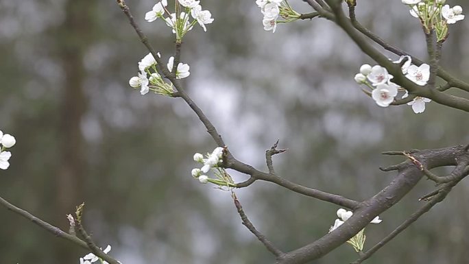 春天拍摄的梨花