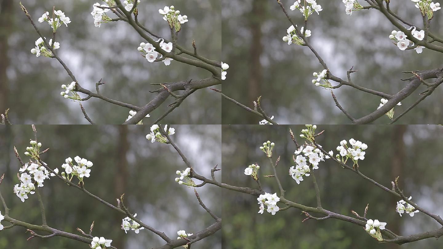 春天拍摄的梨花