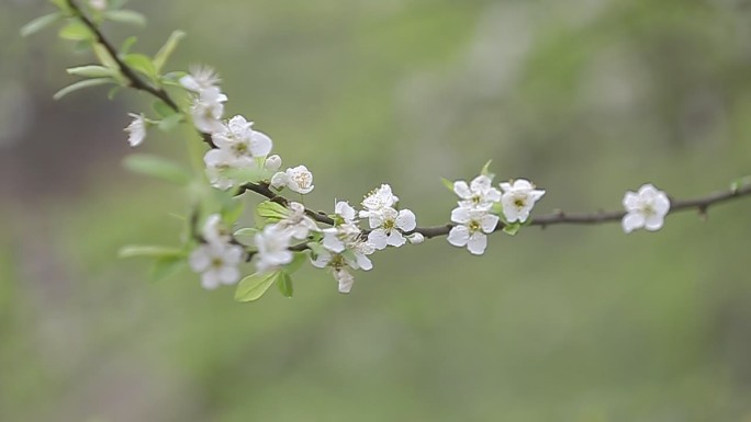 春天拍摄的桃花