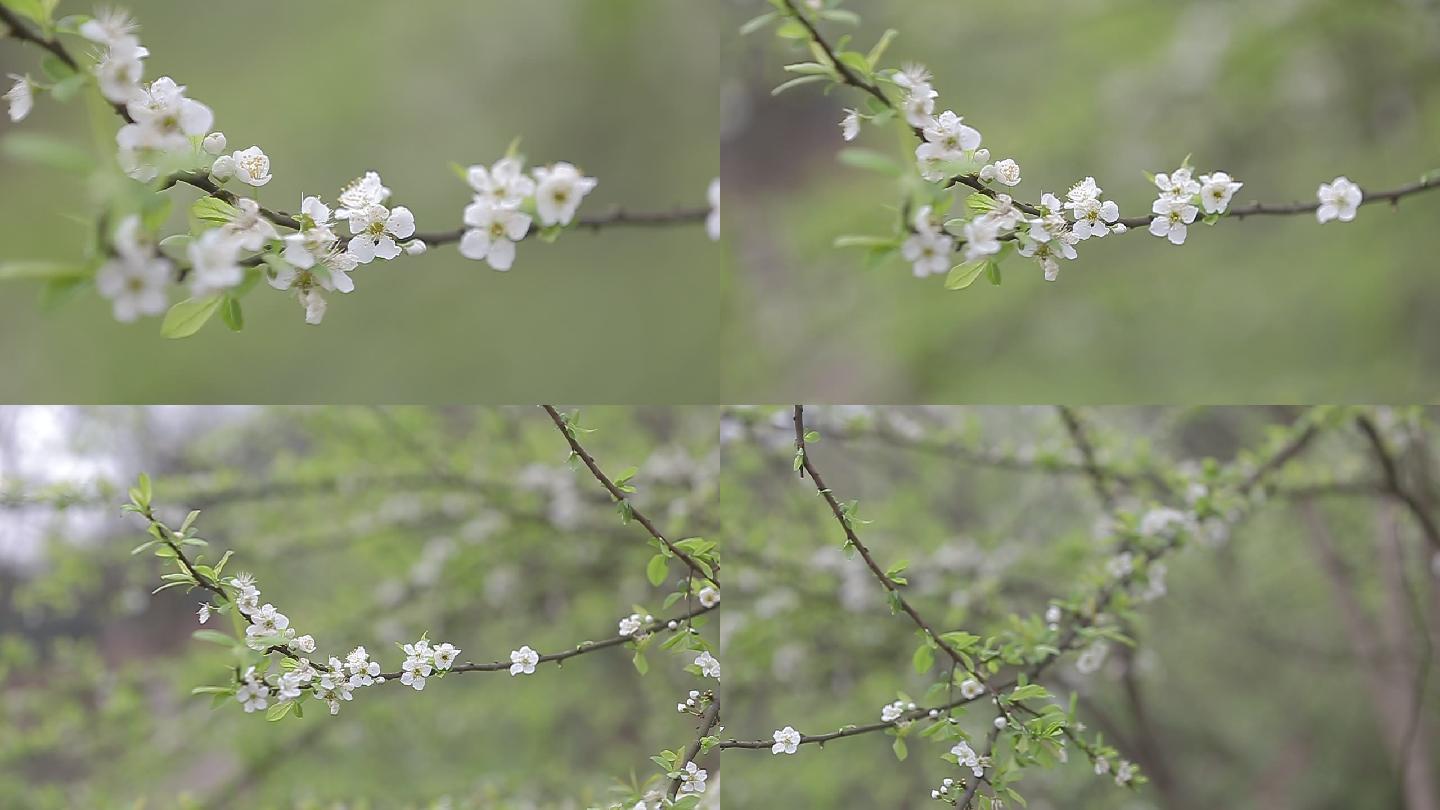 春天拍摄的桃花