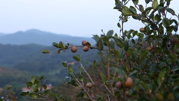 山茶果