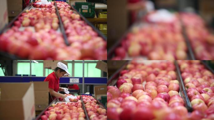 苹果工厂加工出口