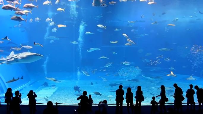 海底世界水族馆实拍镜头