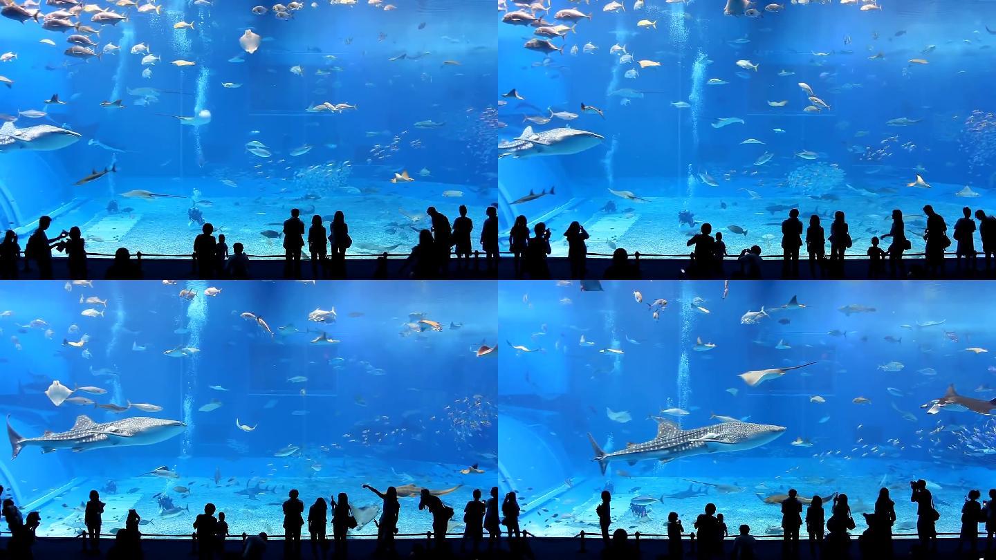海底世界水族馆实拍镜头