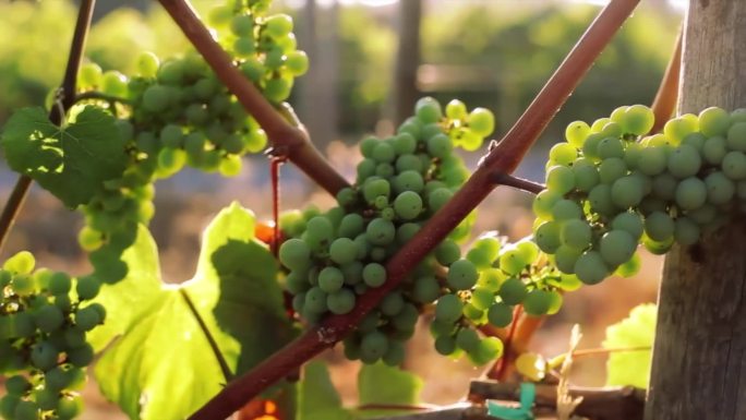 【原创】葡萄酒加工种植生产视频
