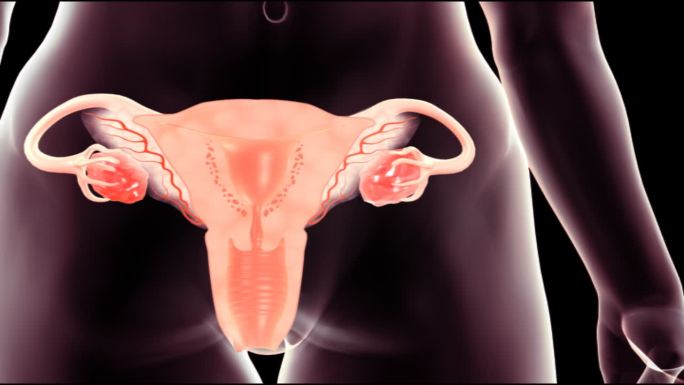 女性人体健康的子宫饱满富有弹性的卵巢