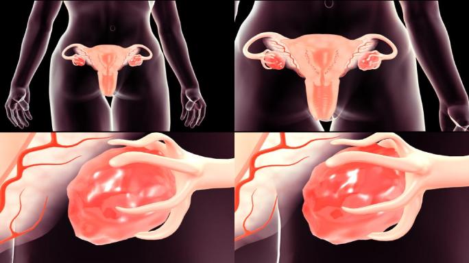 女性人体健康的子宫饱满富有弹性的卵巢