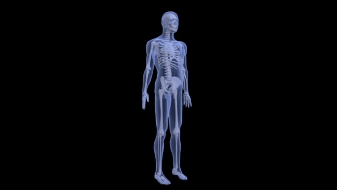 三维机理人体骨骼系统 骨络结构 转动