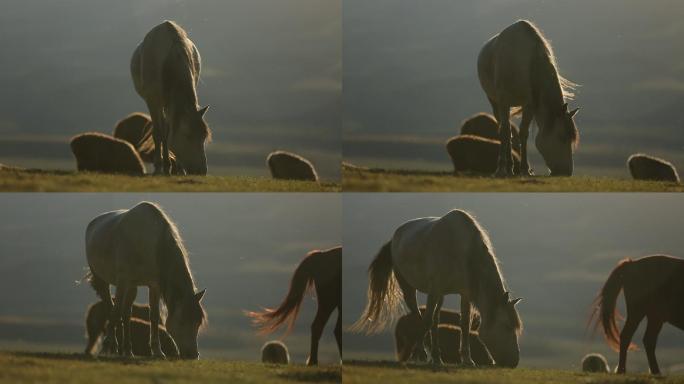 实拍动物早晨草原上吃草的马