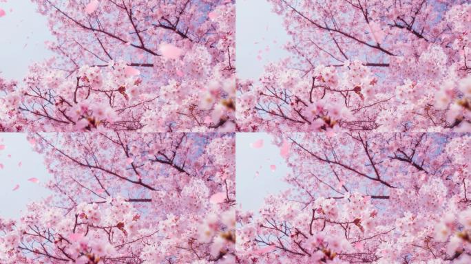 樱花