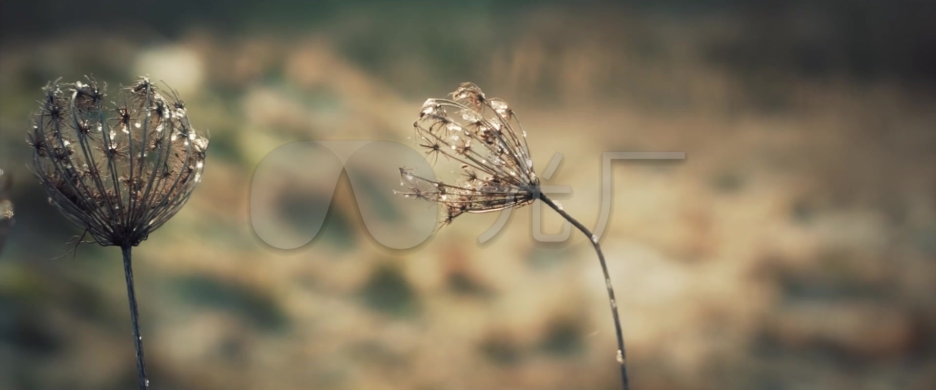 枯萎花朵干枯树枝冬日景象_1920x800_高清视频素材下载(编号:938731)