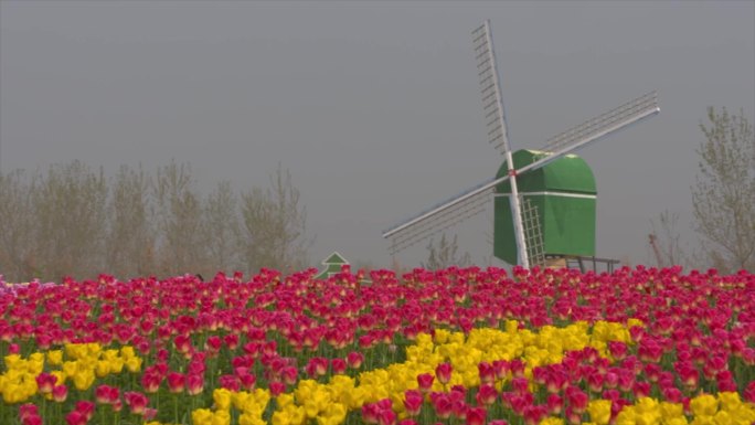 郁金香花海