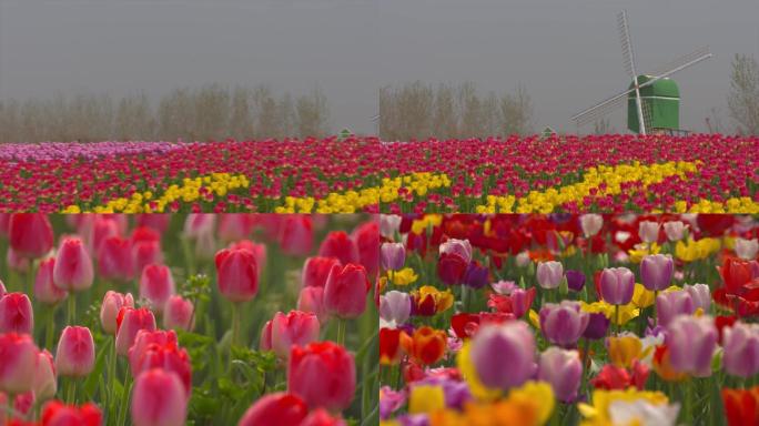 郁金香花海